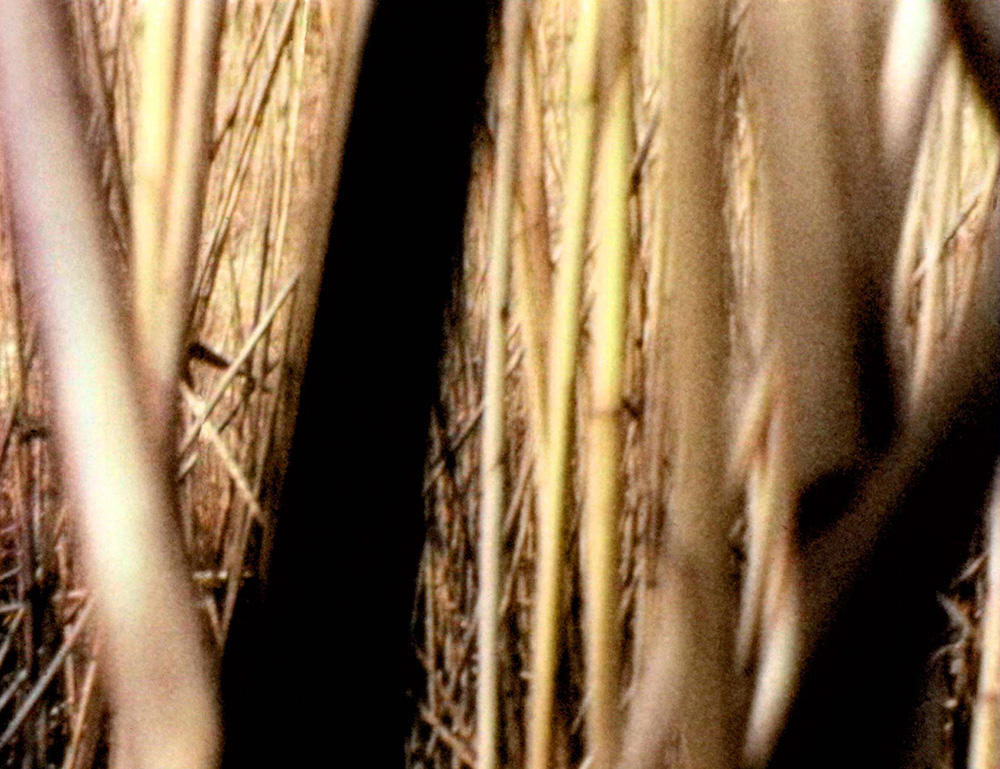 Nancy Holt and Robert Smithson Swamp