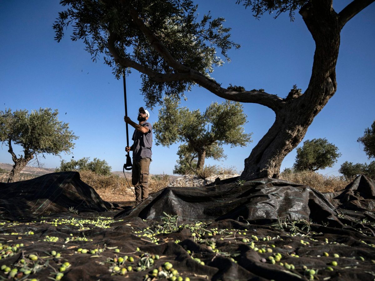 A Palestinian man shakes an olive tree during the harvest season at a grove outside Ramallah in the occupied West Bank on November 9, 2023. Photo by ARIS MESSINIS/AFP via Getty Images